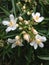 Close-up shot of Choisya x dewitteana `Aztec Pearl` flowers