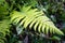 A close up shot of Christella normalis, synonym Thelypteris kunthii, sometimes known as Kunth`s maiden fern or southern shield