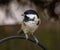 Close-up shot of a Cinereous tit perched on a metal