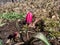 Close-up shot of closed bud of deep magenta flower Tulipa humilis `Violacea Black Base` with bright pink petals