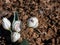 Close-up shot of closed buds of white flowers of the polychrome tulips Tulipa polychroma growing in the garden surrounded with