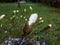 Close up shot of closed magnolia tree bud starting to open with white petals in early spring