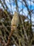 Close up shot of closed magnolia tree buds in early spring