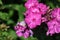 Close-up shot of a cluster of blooming pink garden phlox