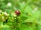 Close up shot of a Coccinella transversalis ladybug