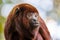 Close up shot of colombian red howler or Venezuelan red howler
