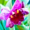 Close up shot on colorful Cattleya Orchids