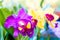 Close up shot on colorful Cattleya Orchids