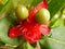 Close up shot of the colorful flowers called carnival ochna