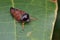 Close up shot of a colorful Froghopper