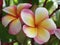 Close up shot of a colorful Plumeria blunt growing in the garden