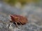 Close up shot of a common froghopper Philaenus spumarius, photo taken in the UK