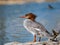 Close up shot of Common merganser resting on a rock