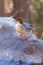 Close-up shot of common merganser sitting on a stone by a waterhole, bokeh background