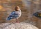 Close-up shot of common merganser sitting on a stone by a waterhole, bokeh background