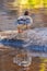 Close-up shot of common merganser sitting on a stone by a waterhole, bokeh background