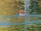 Close up shot of Common merganser swimming