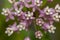 Close up shot of common milkweed flowers