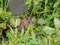 Close-up shot of the Common rat (Rattus norvegicus) with dark brown fur in the grass