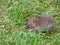 Close-up shot of the Common rat (Rattus norvegicus) with dark grey and brown fur in the green grass