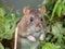 Close-up shot of the Common rat (Rattus norvegicus) with dark grey and brown fur standing on back paws