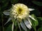 Close-up shot of the Coneflower Echinacea purpurea \\\'Coconut lime\\\'