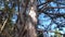 Close up shot of coniferous tree bark and dried lower branches.