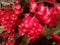 Close up shot of coral begonia flowers