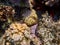 Close up shot of coral reefs with Slate pencil urchin