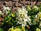 Close-up shot of the Corydalis vittae `Goliath` with racemes of spurred, tubular, white flowers flowering in the garden in brigh