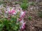 Close-up shot of the Corydalis vittae x solida \\\'David\\\' flowering with white and pink flowers