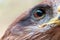 Close-up shot of Crested serpent eagle face