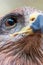 Close-up shot of Crested serpent eagle face