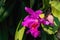 Close up shot of Crimson Cattleya blossom