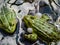 Close-up shot of the croacing common water frog or green frog Pelophylax esculentus blowing his vocal sacs in the water. Frog