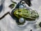 Close-up shot of the croacing common water frog or green frog Pelophylax esculentus blowing his vocal sacs in the water. Frog