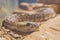 Close up shot of a Crotalus catalinensis snake