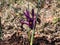 Close-up shot of the cultivar of the netted iris or golden netted iris Iris reticulata `George` with deep violet-purple petals