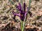 Close-up shot of the cultivar of the netted iris or golden netted iris Iris reticulata `George` with deep violet-purple petals