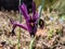Close-up shot of the cultivar of the netted iris or golden netted iris Iris reticulata `George` with deep violet-purple petals