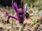 Close-up shot of the cultivar of the netted iris or golden netted iris Iris reticulata `George` with deep violet-purple petals