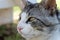 Close-up shot of a curious domestic cat lounging in a sunny meadow of lush green grass