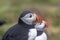 Close up shot of cute Atlantic Puffin bird