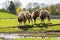 Close up shot of cute Bactrian camel in West Midland Safari Park