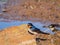 Close up shot of cute Barn swallow