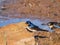 Close up shot of cute Barn swallow