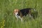 Close up  shot of a cute beagle breed girl dog standing with a curious, attentive and interested look in the green grass of a fiel