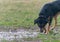 Close-up shot of a cute Beauceron searching something on the ground