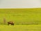 Close up shot of cute Bison in Wichita Mountains