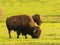 Close up shot of cute Bison in Wichita Mountains